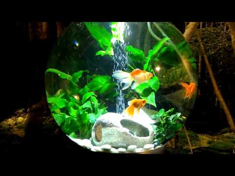 Updated BiOrb 105 Planted Aquarium Calico Ryukin
