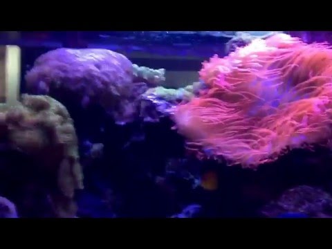 Upgrade from 8 Kessil 360WE's to 10 Kessil 360WE's over my 500 gallon reef tank.