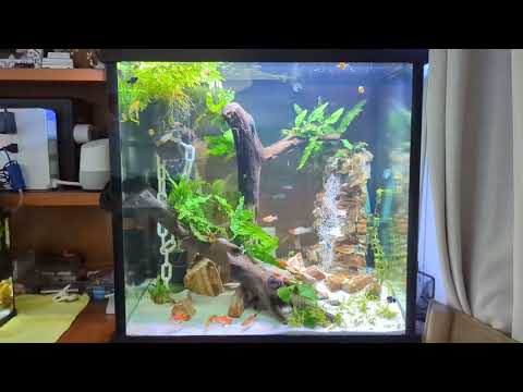 Upgrade to Custom 46 Gallon Aquarium
