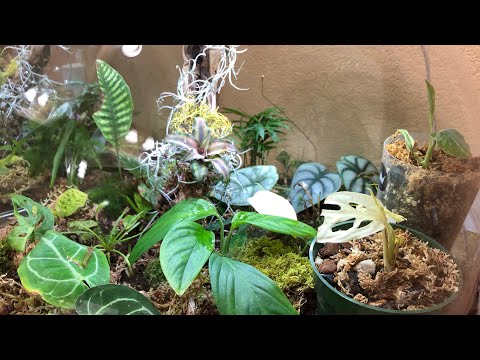 Variegated monstera Adansoni Albo on BiOrb Air 60 Terrarium