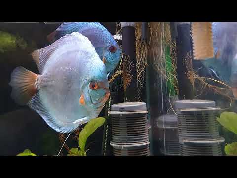 vendo el fluval fx6