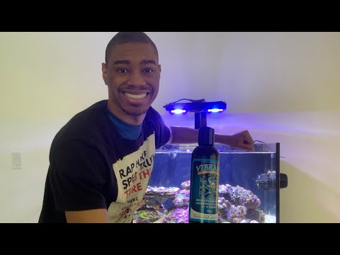 Vibrant Aquarium Cleaner Review On My Innovative Marine 50 Gallon Lagoon