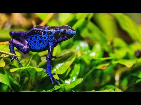 VLOG – Beautiful Vivariums and Terrariums at Green Aqua