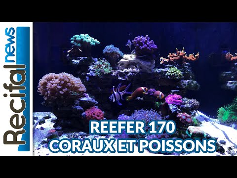 [VLOG#3] Geoffrey : Coraux et poissons du Reefer 170 Red Sea