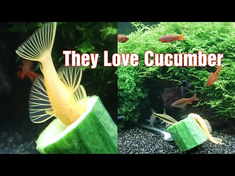 Watch How Fish Love To Eat Cucumber/Aquarium /Juwel Rio180