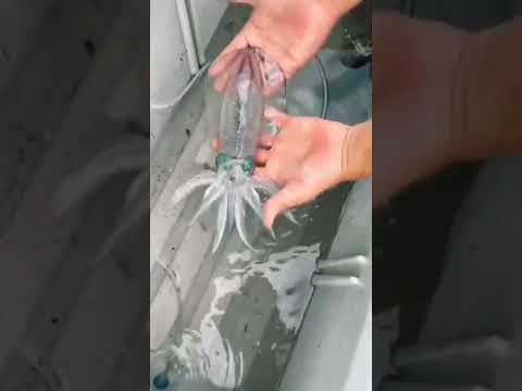 Watch this reef squid go from transparent to opaque #shorts #viral