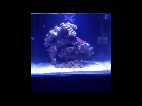 WaterBox update: Bubble Magus dosing pump shelf/hose holder