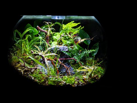 Waterfall Pond in a Terrarium (biOrb AIR Redo)