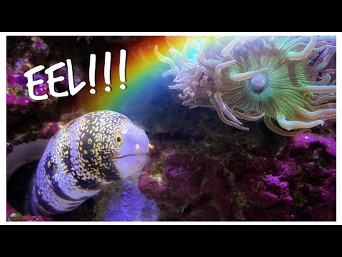 We Add a Snowflake Eel and Radiata Lionfish to Gordon’s Red Sea Reefer 250 – Predator Tank Update