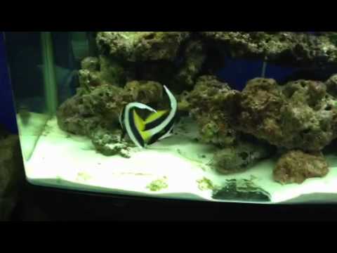 We added some banner fish to out aqua one 850 aquarium