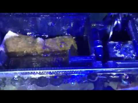 We are testing the aqua one nano 36 aquarium