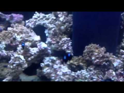 We have just put live rock in our new Aqua One Aquareef 400