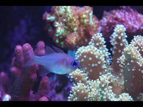 Weekend Sale & Red Sea Reefer Soft Coral Update