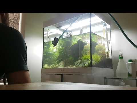 Weekly maintenance on Juwel aquarium