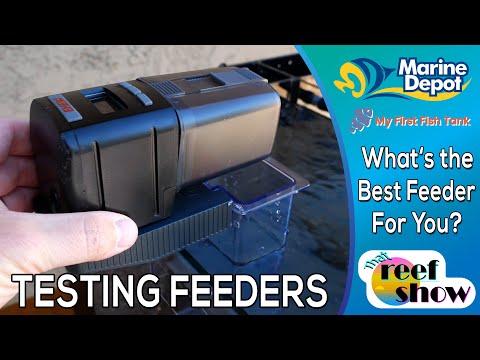 What's the Best Auto Fish Feeder for You?