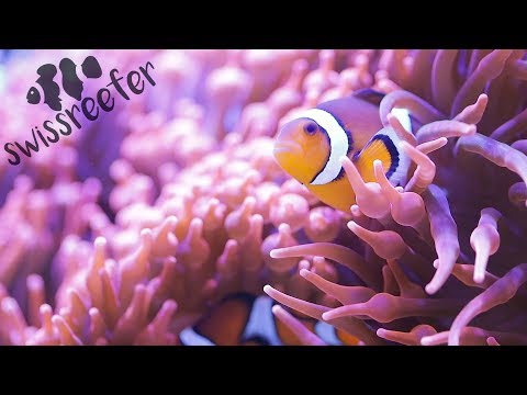 When dreams become reality | Red Sea Reefer 170 [Swissreefer – Episode 1]
