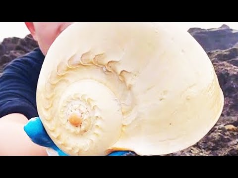 White Conch And Rare White Octopus. China Girl Came To The Paradise Of Seafood.