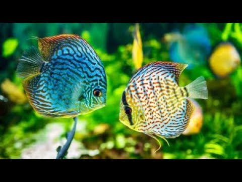 Wonderful Coral Reef Fish, Mix Color Fish, Relaxing Ocean Fish,  Orange Fish, & Stunning Aquarium