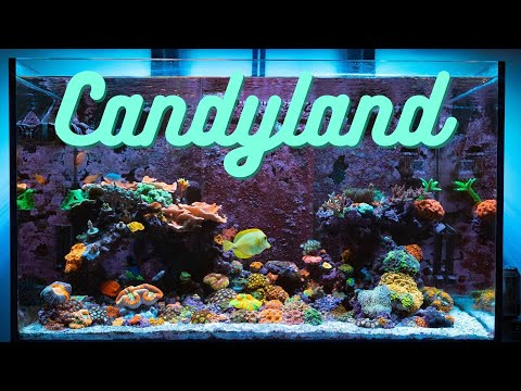 Yee's Awesome Red Sea Reefer 250 – Candlyand!
