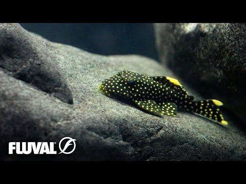 Using the RIGHT ROCKS in Your Aquarium!
