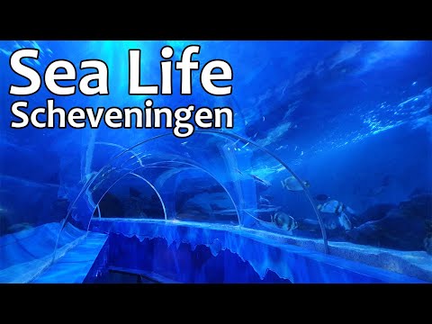Sea Life Scheveningen / NL  (148)