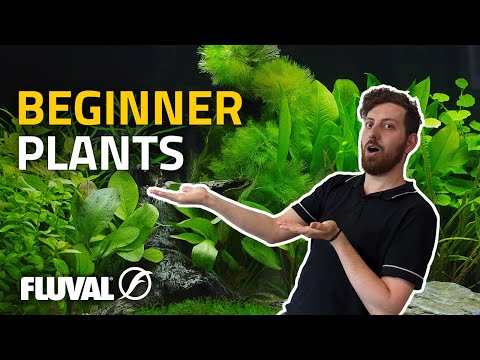 Aquarium Plants Anyone Can Grow