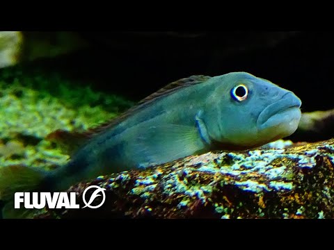 The Congo River Bottom Hoppers