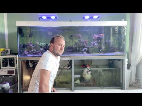 1000Liter Meerwasseraquarium Aufräumen und Fragen beantworten