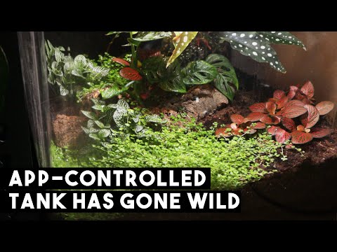 2 Month Update | App-Controlled Vivarium Goes Wild!