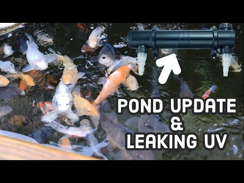**2022 KOI POND UPDATE + LEAKING JEBAO 55w UV**