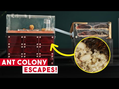 4 Year Old Ant Colony Gets A New Enclosure… And Escapes!