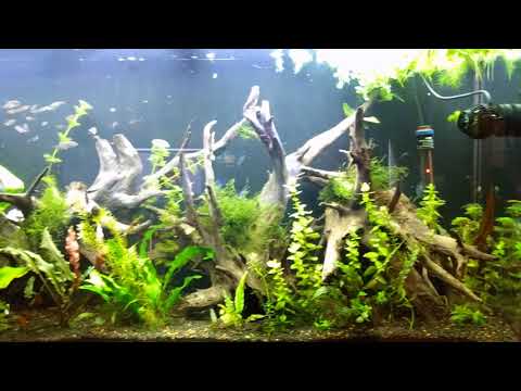 60 gallon mangrove – Update with a Jebao OW-25 wave maker