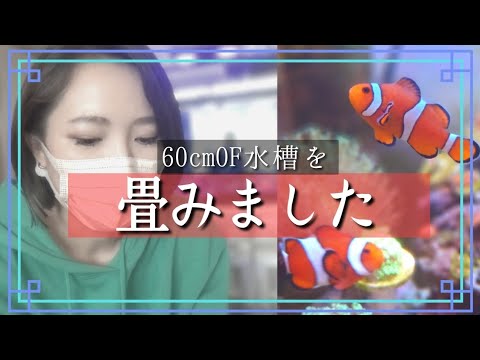 60cmオーバーフロー水槽を畳む❗️さらばクマノミ水槽【海水魚水槽】❗️my coral aquarium MOAMOAちゃんねる