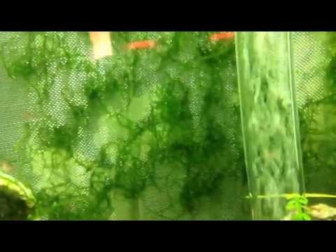 A natural setup of a biorb life fish tank
