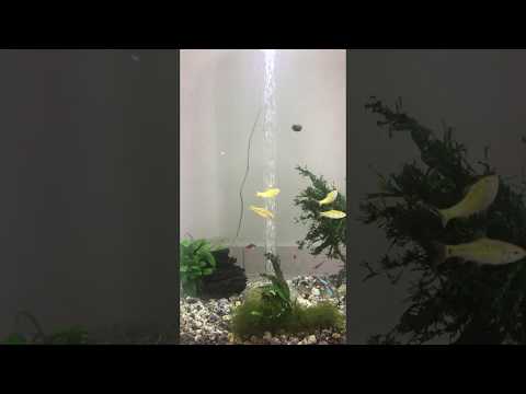 Aquarium Biorb
