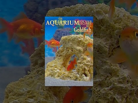 Aquarium For Your Home: Goldfish