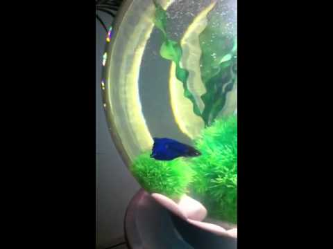 Betta fish in Biorb 30 litre