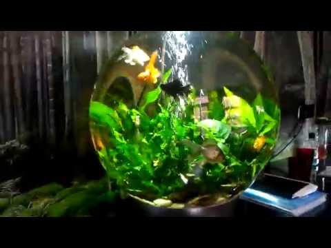BiOrb 105 fully planted aquarium with fancy goldfish