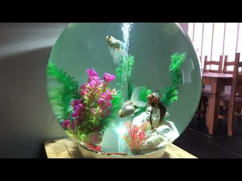 Biorb 105 litre now in its 6th year