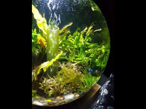 BiOrb 15L with filter upgrade @ 7 months.