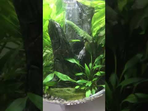 Biorb 30L filter conversion using compatible upgrade kit
