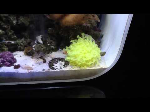 Biorb 45 marine with Sump Filter….Breaking all the rules….. The best in the World