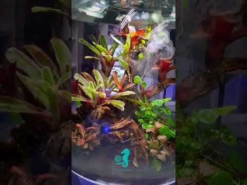 BiOrb 60 by NatureAquariumDesign