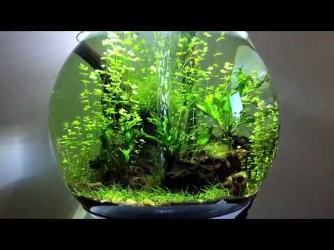 Biorb 60 freshwater planted aquarium p2