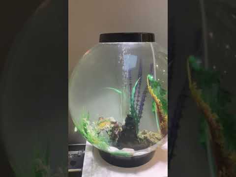Biorb 60 litre
