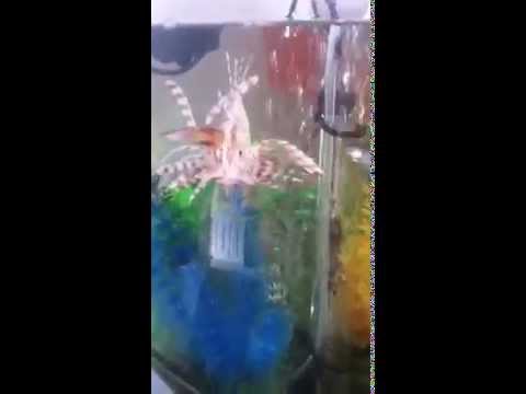 Biorb 60l