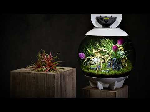 biOrb  Air Terrarium Perfect For Living Rooms Amazing Decoration