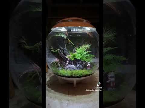 Biorb air60.? #biorb #biorbair #terraria #terrarium #terraquarium