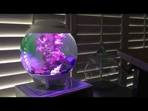 BiOrb Aquarium & Rafael