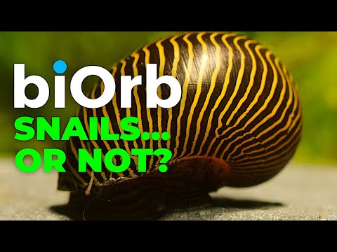 biOrb Aquarium  |  Snails or not?